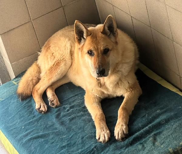 Lupa Dolcissima Adozione Del Cuore